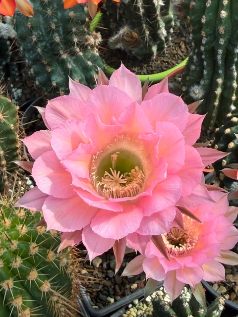 Cactus, thorns Hintergrundbilder