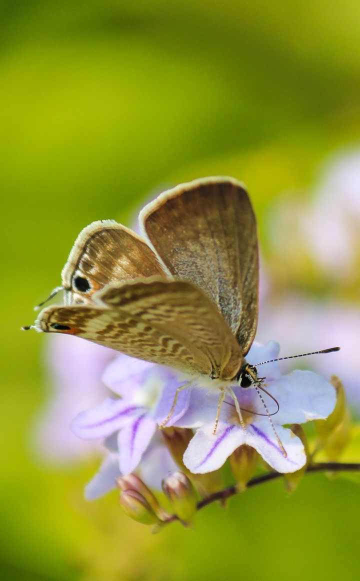 Butterfly in Greenary