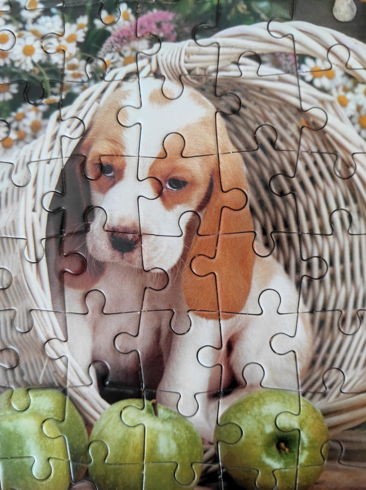 puppy