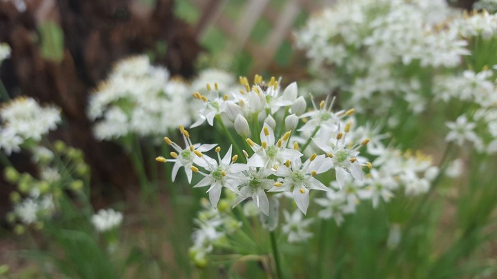 leek flower garden