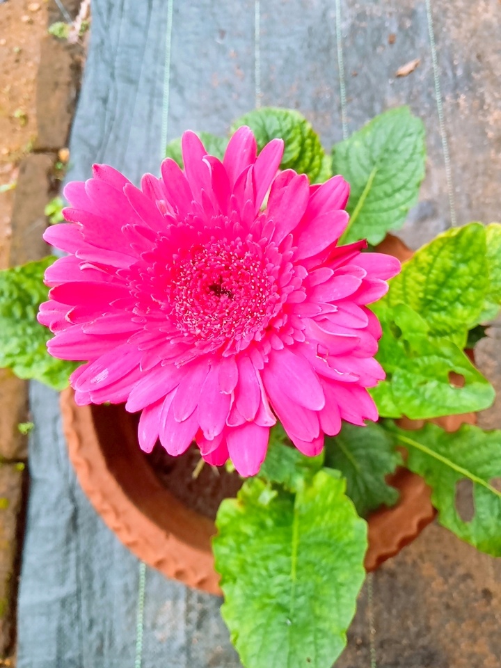 dahlia