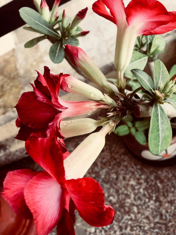 flowers