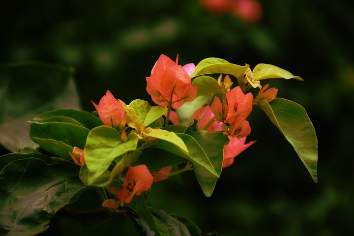 Paper Flowers