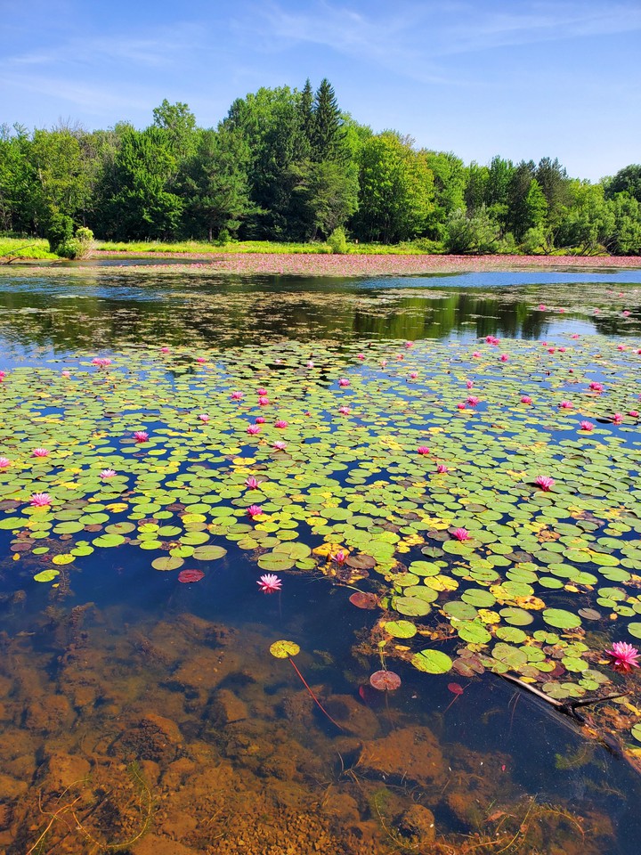 Pond