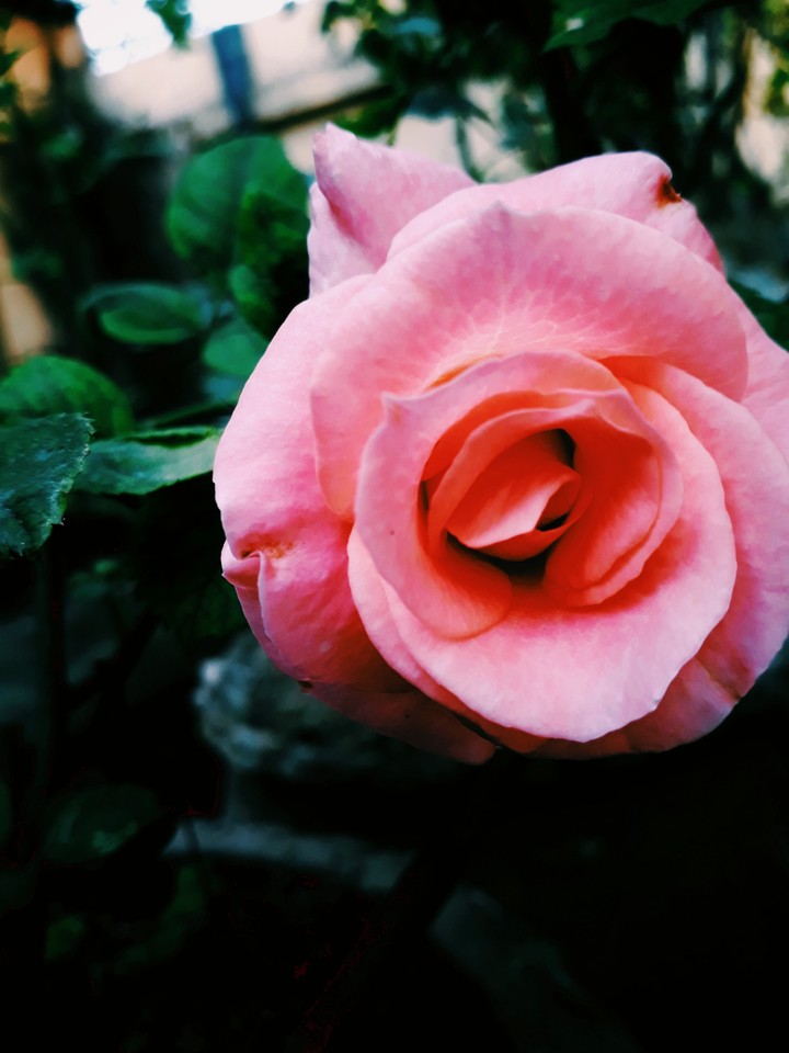 beauty