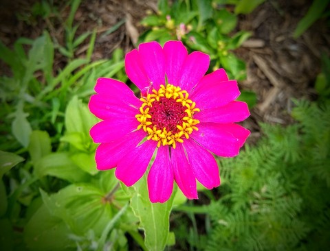 Hot Pink Flower