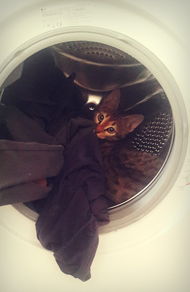 My funny cat