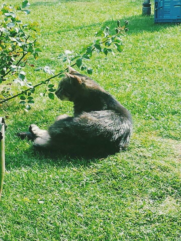 cat