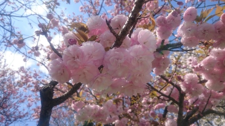 八重桜