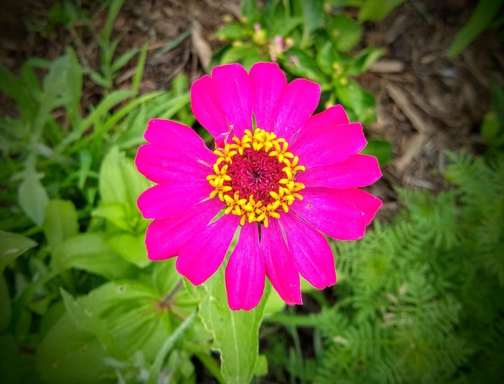 Hot Pink Flower