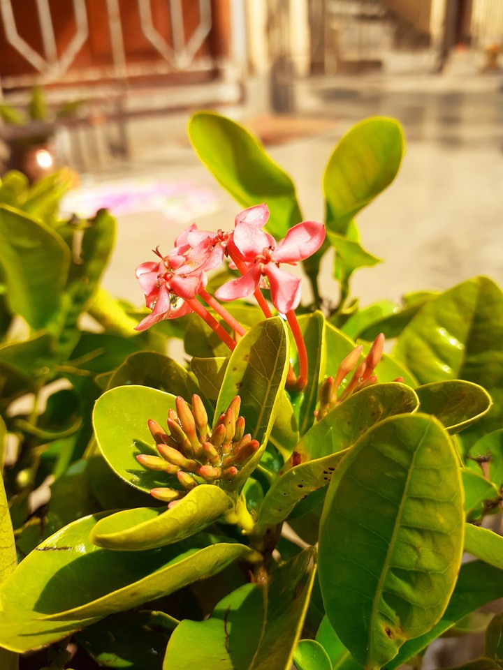 flower