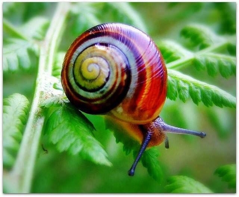 snail