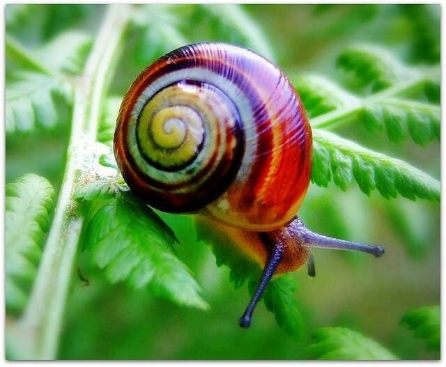 snail