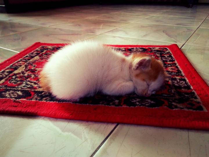 kitten