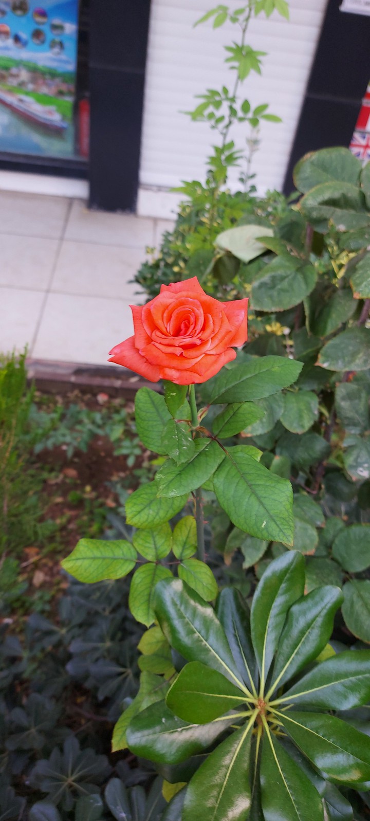 Kasımda gül