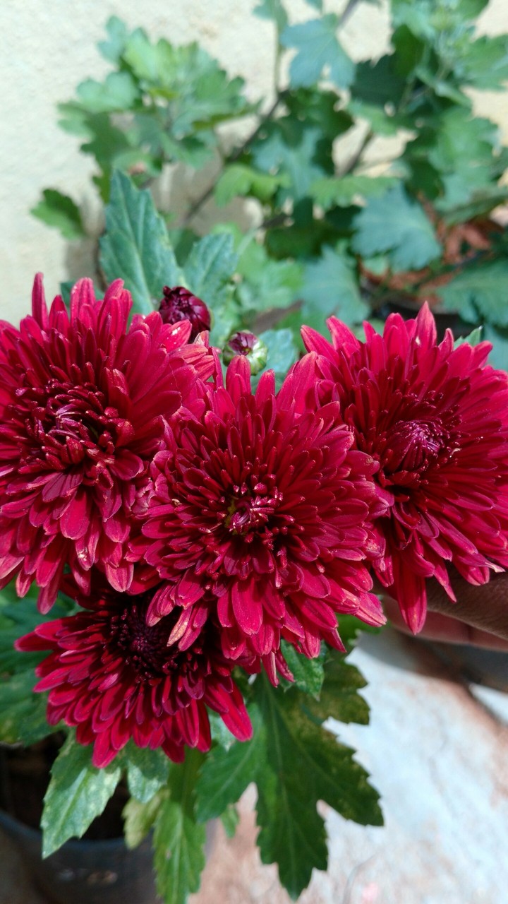 wonderful flower