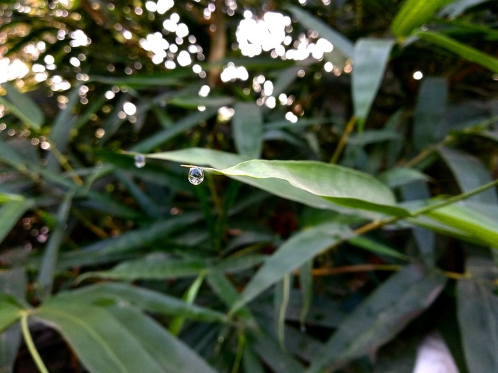 Dew Drops