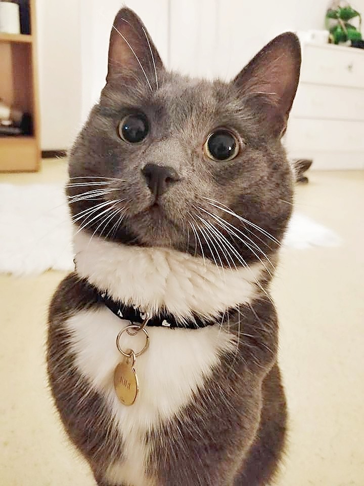 CAT_sama