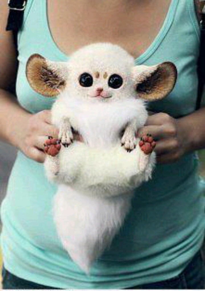 Unidentificed cute creature! 