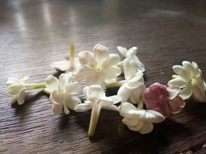 jasmine