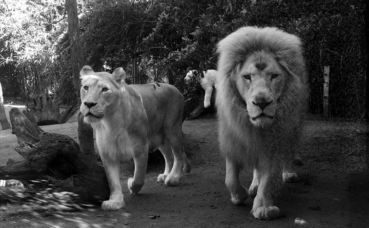 Couple de lion