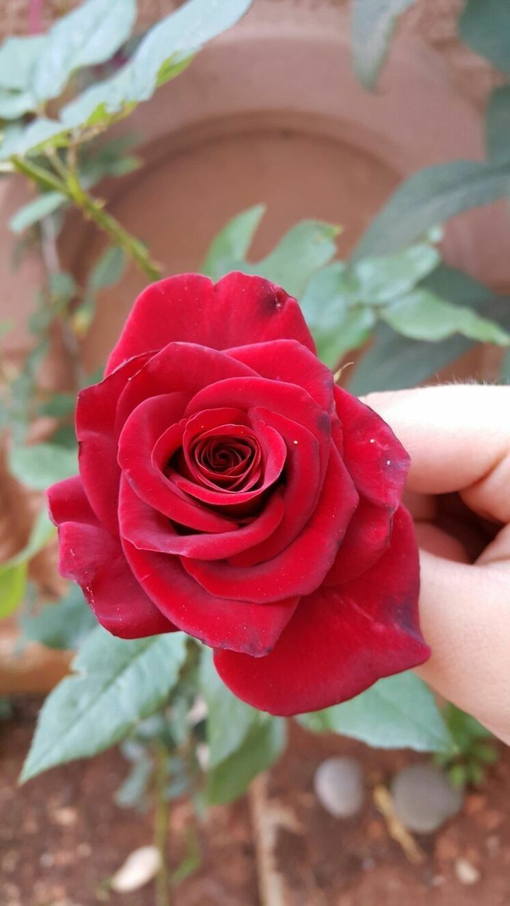 red rose