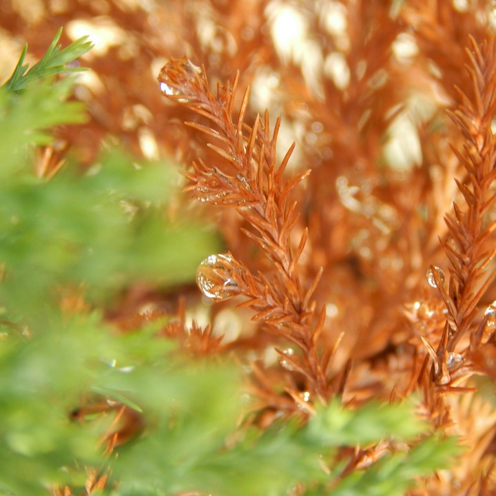 dry leaves