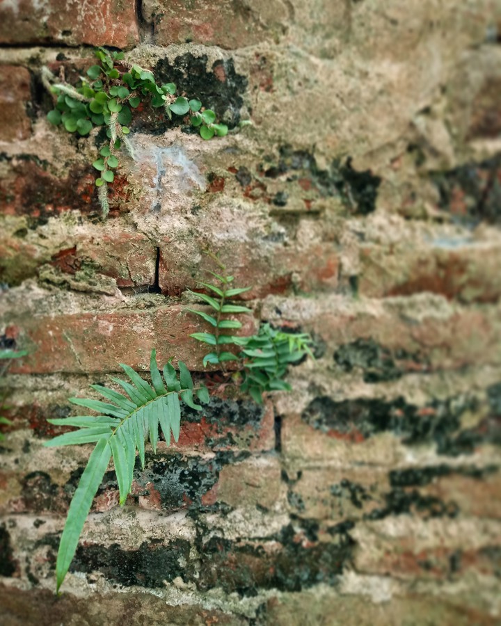 perspectiva