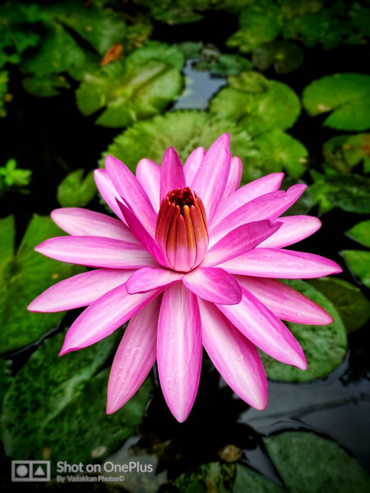 (ആമ്പൽ) Ambal flower