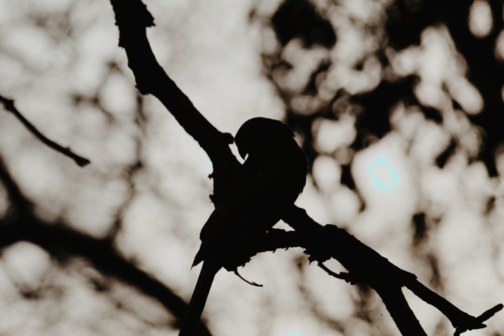 Lone Wings