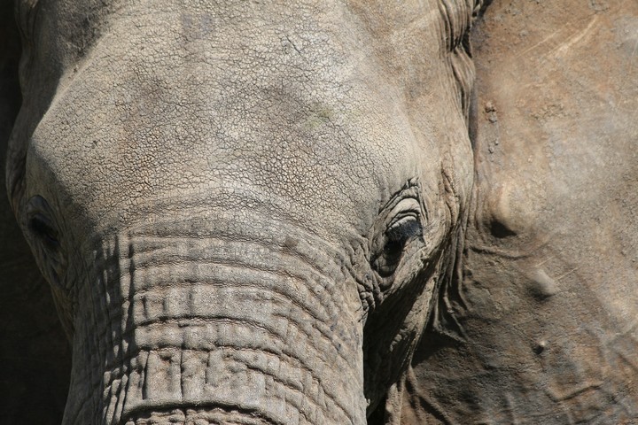 Elephant