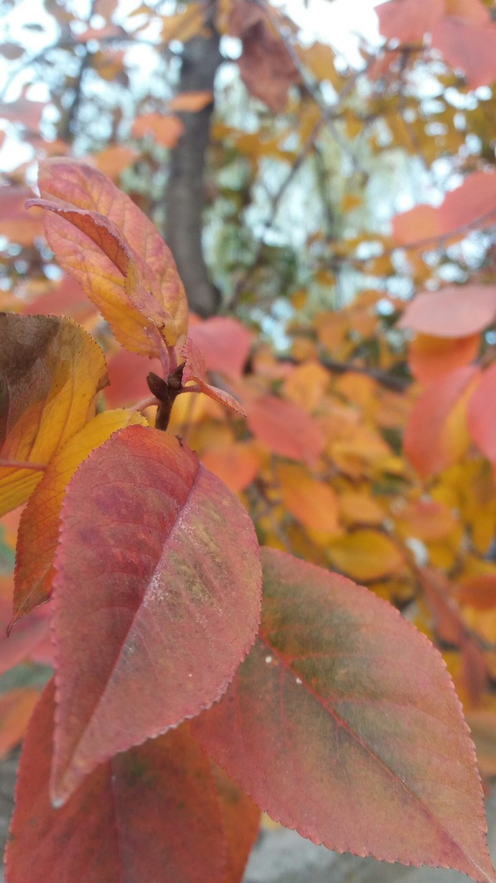 autumn leaves