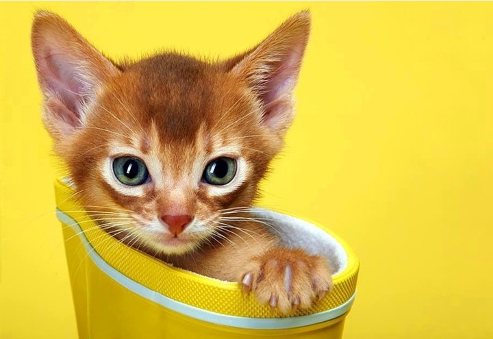 cat