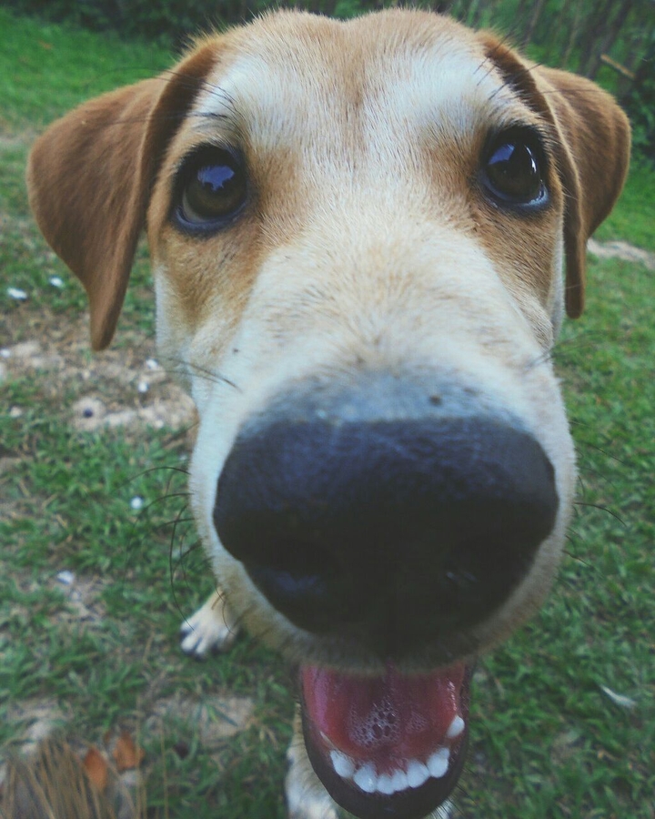 Innocent dog