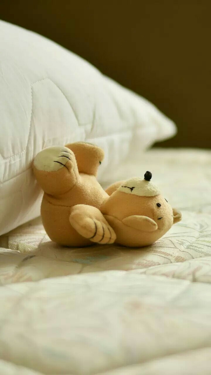 teddy
