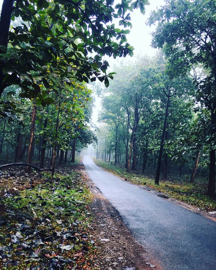 lonely path