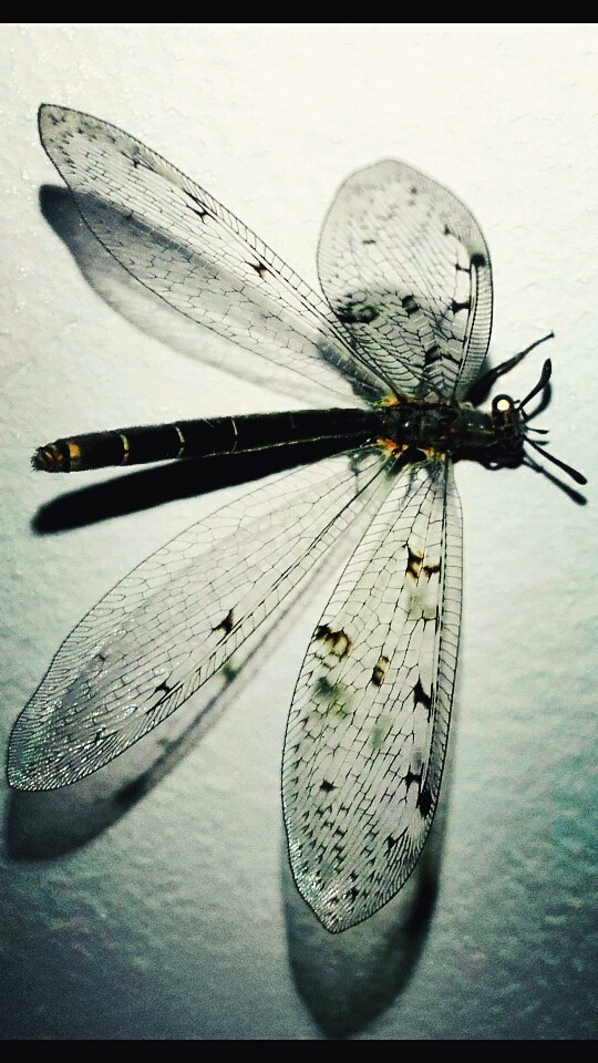 dragonfly