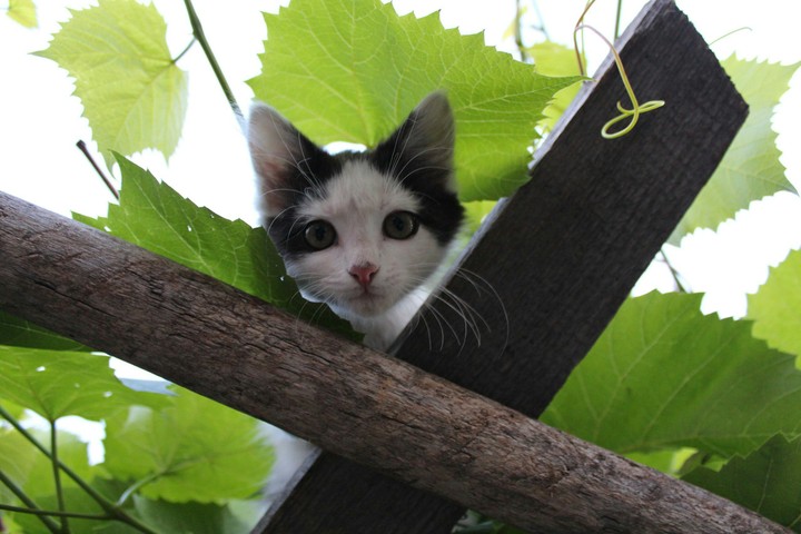 Kitten