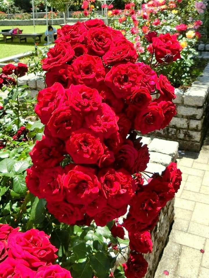 Roses