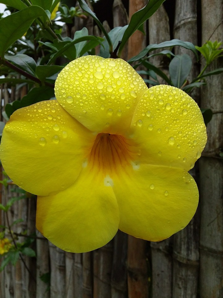 flor amarilla