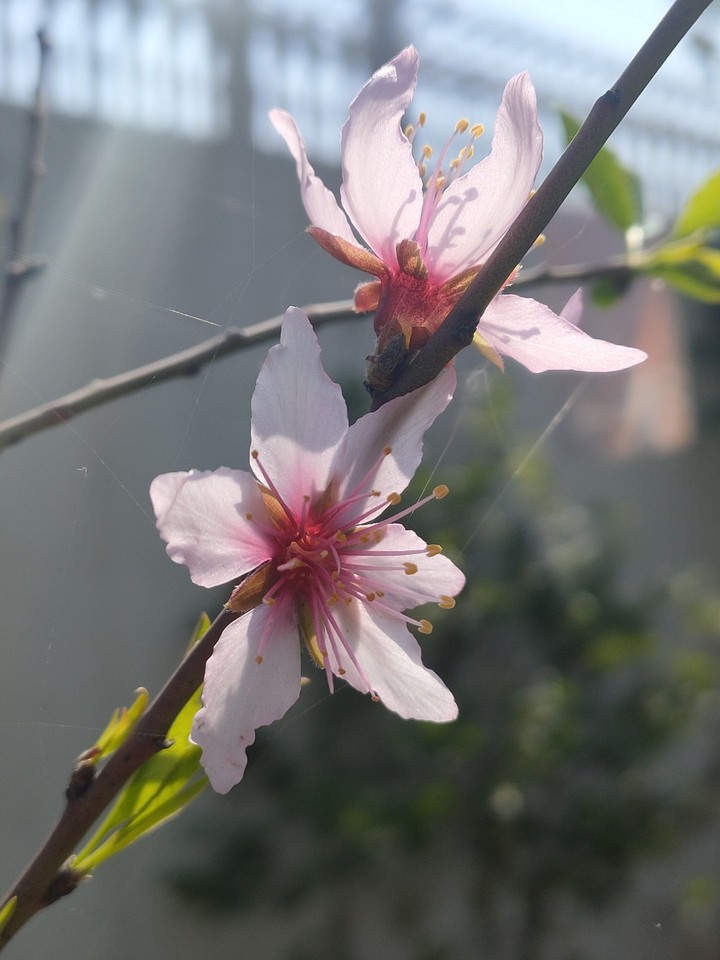 Baby Pink Flower
