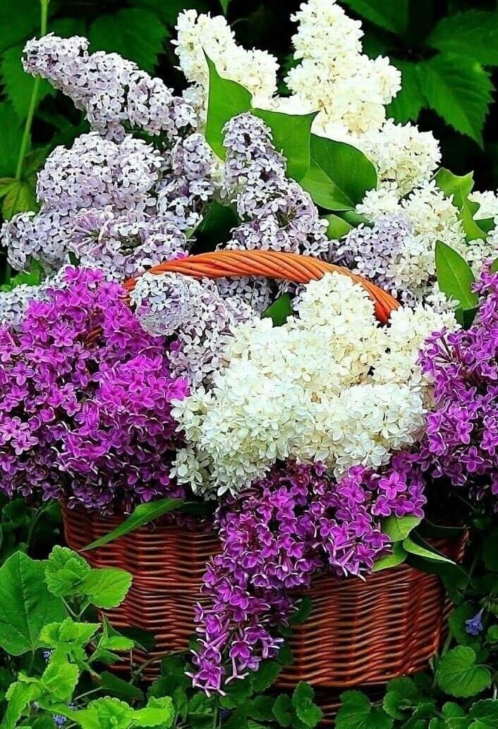 сирень