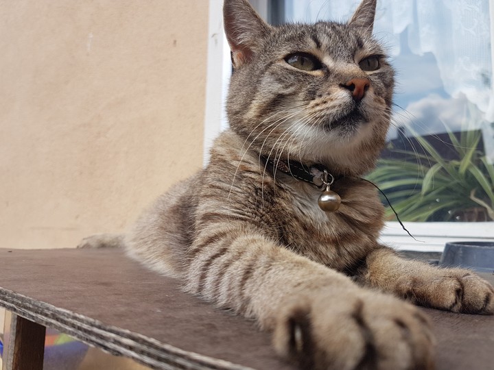Soul of Cat