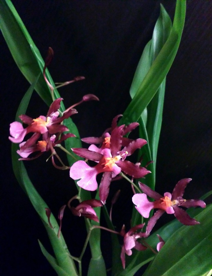 Orchid Cambria