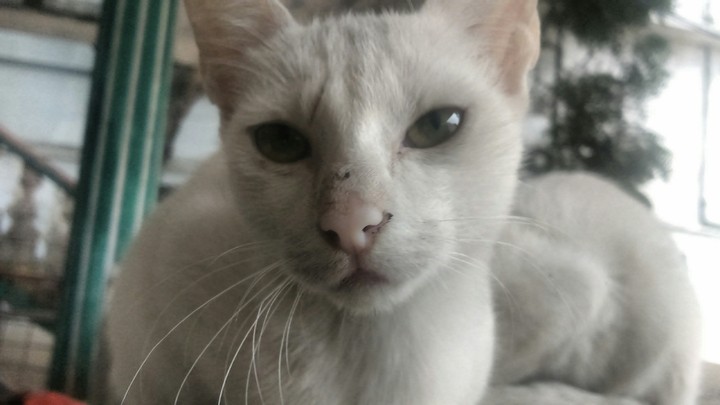 little cat