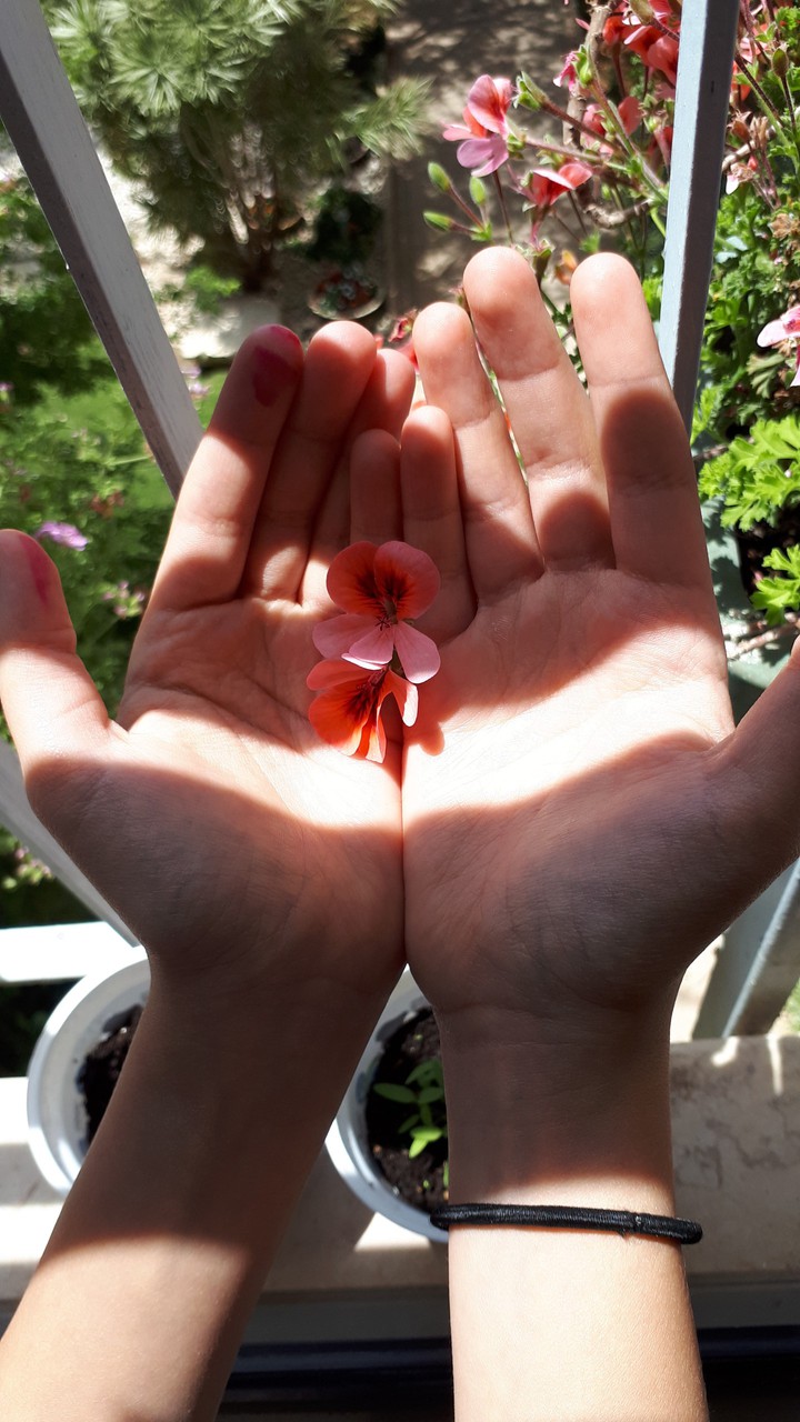 flowers