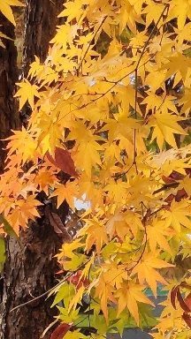 autumn 1