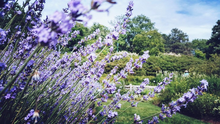 lavender