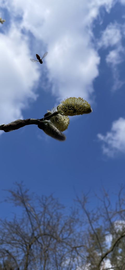 tapety sky, twig