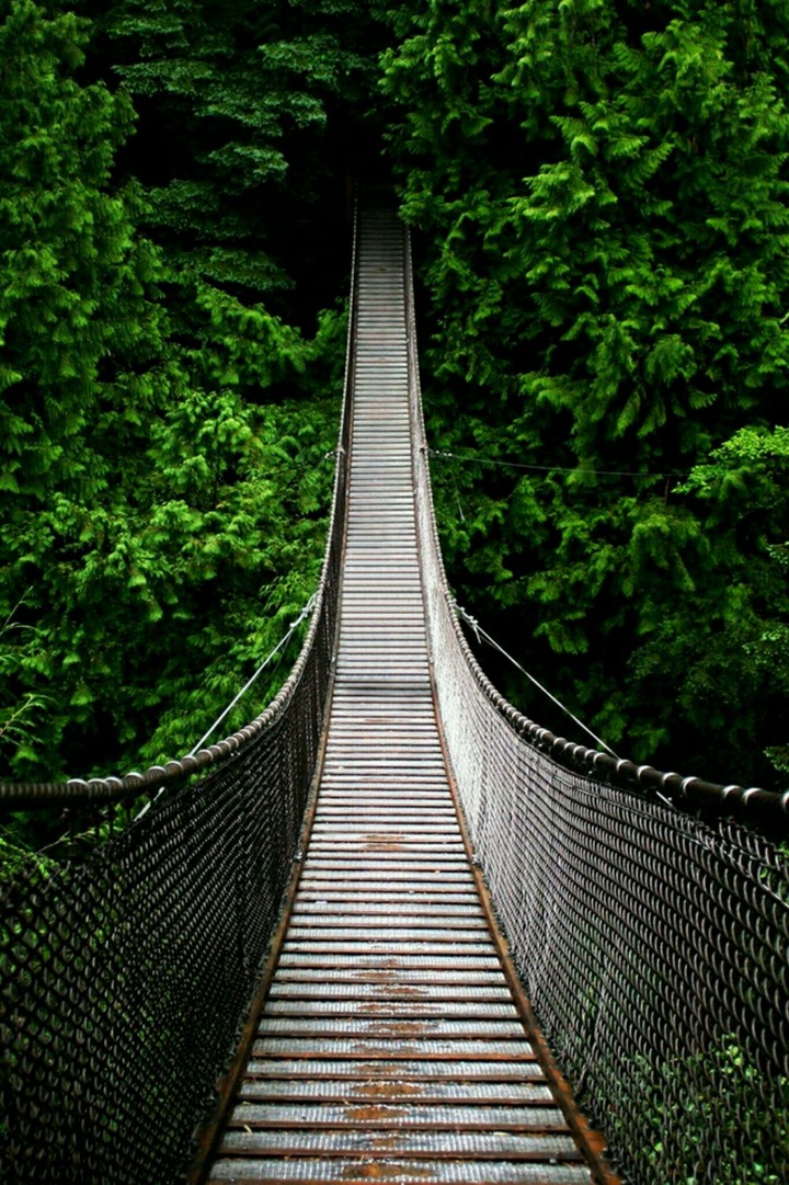Forest Bridge